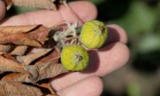 Focul bacterian al rozaceelor Focul bacterian al rozaceelor